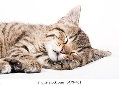 Cute Cat Sleeping Isolated On White Stock Photo 2475850837 | Shutterstock