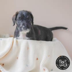 Washington, DC - Cane Corso/Sheepadoodle. Meet Baby Kenny a Pet for ...