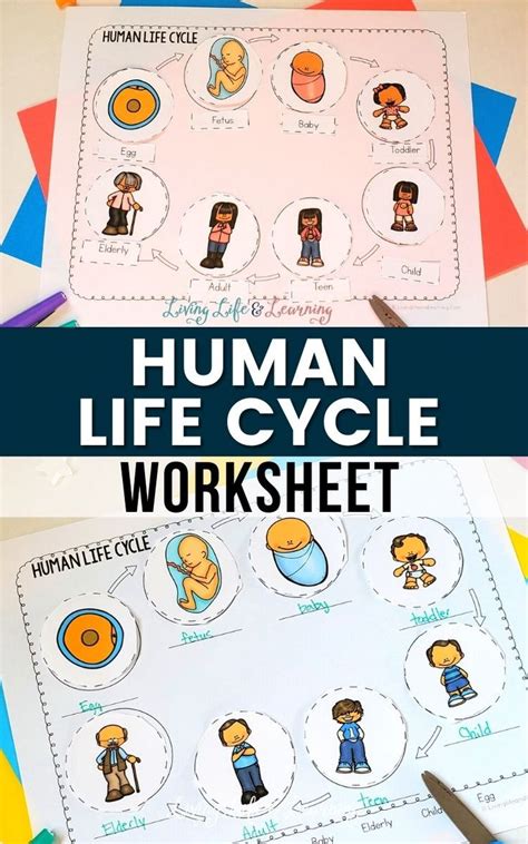 Discover the Stages of Life with a Human Life Cycle Worksheet | Human ...