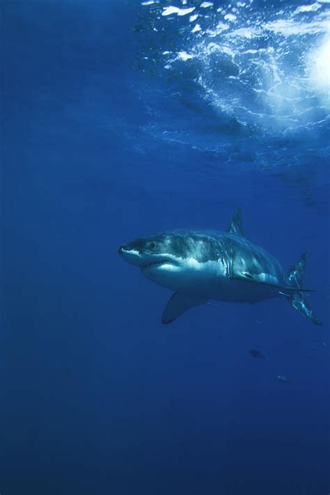 Great White Shark Swim Florida at Andrew Chico blog