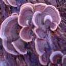 One of those things - The Psychedelic Experience - Shroomery Message Board