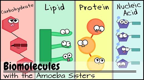 Five Simplified Diagrams Of Biological Molecules