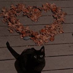 Pin by Sam on FlowersNatureAnimals | Black cat halloween costume, Cat ...