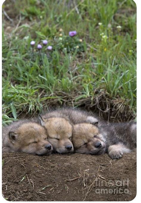 Wolf nap time | Baby wolves, Cute baby animals, Wolf dog