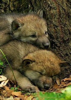 Wolf nap time | Baby wolves, Cute baby animals, Wolf dog