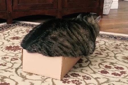 Fat Cat Monday Morning GIF - Fat Cat Monday Morning Box - GIF を見つけて共有する