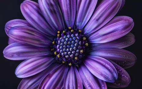 Purple Flower Spiritual Meaning: 7 Mystical Secrets You Should Know - SYMBOLSHUB.ORG