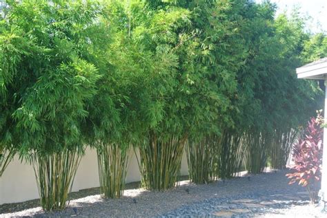 Bamboo Plant Privacy Fence at Sara Keith blog