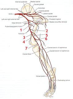 Lymph Nodes Dogs Diagram