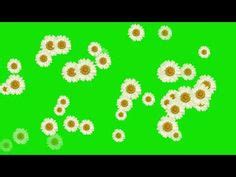 Flowers Green Screen Animation | Greenscreen, Animation, Frame edit