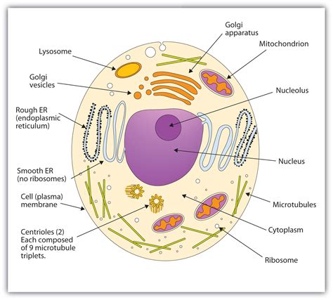 Animal Cell Structure Simple