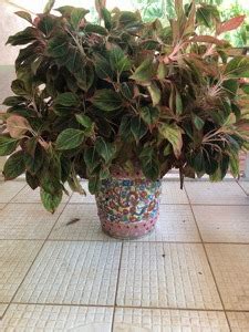 Large plant with ceramic pot and stand - ecay