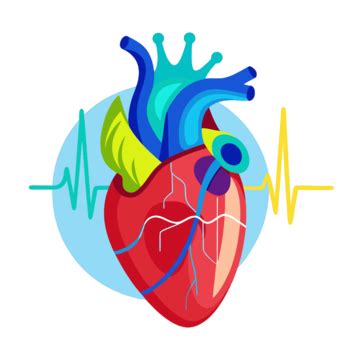 Cardiac Anatomy With Ecg PNG Transparent Images Free Download | Vector ...