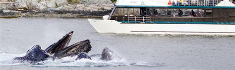 Whale Watching & Wildlife Quest - Allen Marine Tours