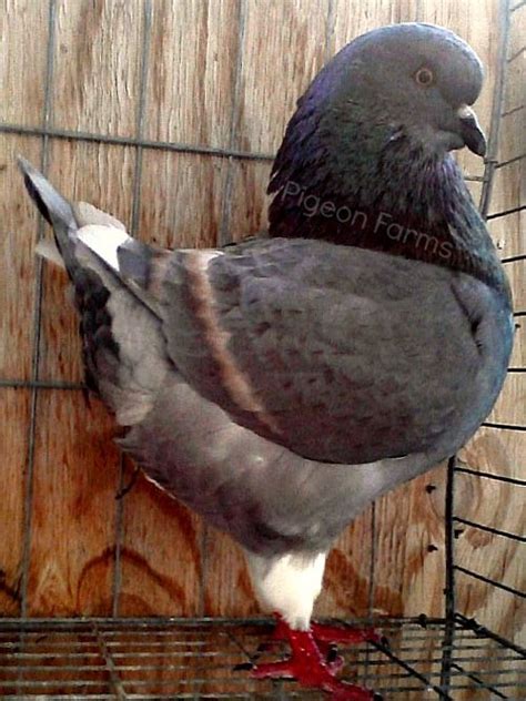 King Pigeons For sale | 7 Types of World-Class King Pigeons | KingPigeons.com Paloma, Pigeons ...