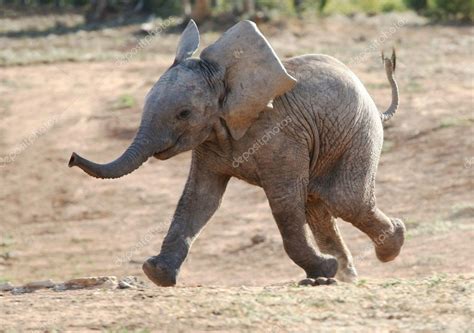 Baby Elephant Running — Stock Photo © fouroaks #3846873