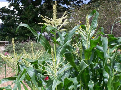 Record of the Seed Library of Los Angeles: Sweet Corn Pollination