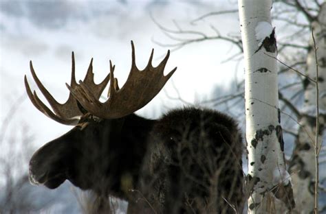 Moose Facts: Antlers