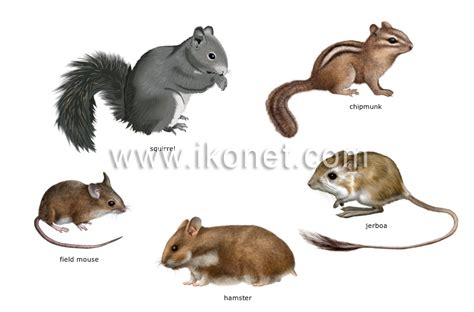 animal kingdom > rodents and lagomorphs > examples of rodents image ...