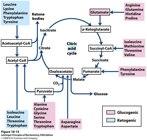 Carbohydrate fat and protein metabolism chart cheat sheet – Artofit