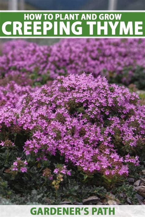 How to Grow Creeping Thyme (Thymus praecox) | Gardener’s Path