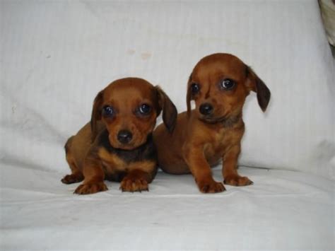 awwww baby weiner dogs! | Baby weiner dogs, Baby dogs, Cute baby animals