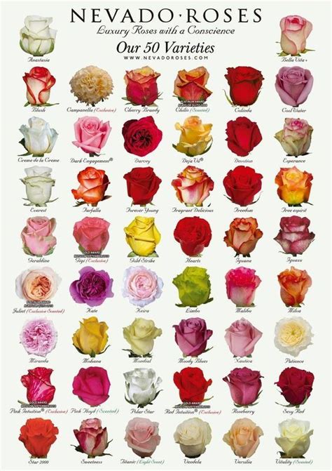 Rose varieties, Types of roses, Types of flowers