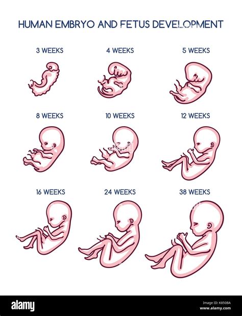 Fetal development vector illustration. Pregnancy antenatal embryo growth life by weeks isolated ...