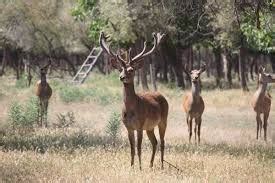 uzbekistan wildlife - Google Search | Wildlife, Uzbekistan, Horses