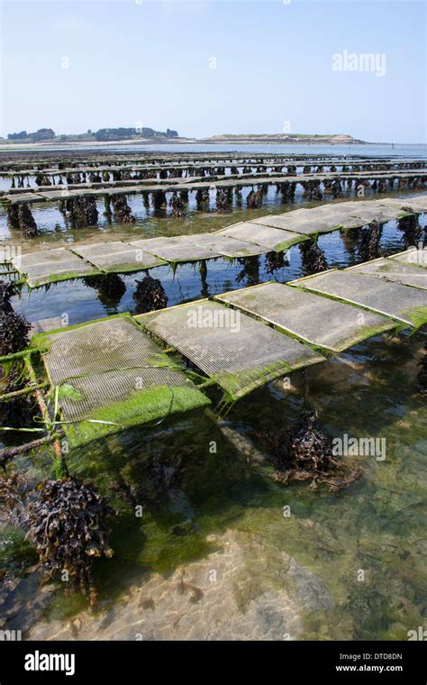 oyster culture, oyster farming, aquaculture, mariculture, Pacific oyster, Austernzucht ...