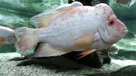 Download free photo of Red devil cichlid,red,devil,cichlid,nicaragua ...