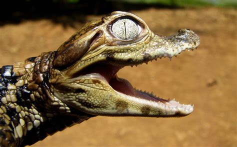 Spectacled Caiman (Caiman crocodilus) | about animals