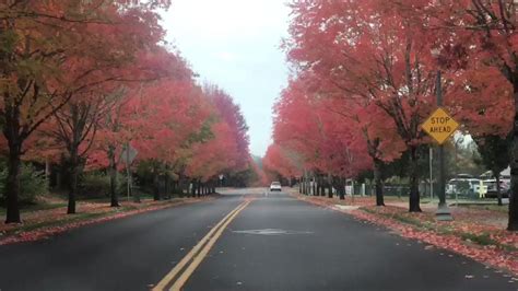 Oregon's Beautiful Fall Foliage Captured Near Portland