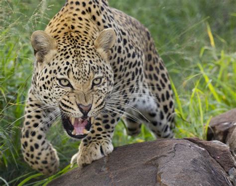 African Leopard, Snarling, South Africa Stock Photo - Image of leopard ...