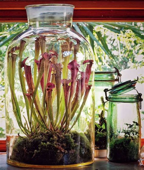 How to make a carnivorous plant terrarium - Carnivorous Plant Resource