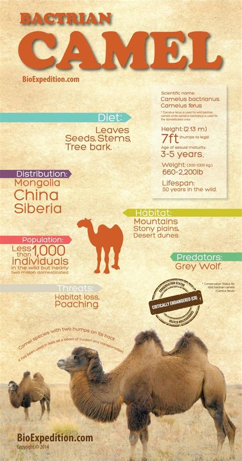 Bactrian-Camel-infographic | Bactrian camel, Camel, Infographic