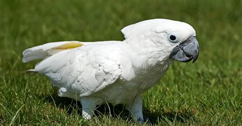 Video of Cockatoo Dancing and Rocking Out Is a Whole Vibe - PetHelpful