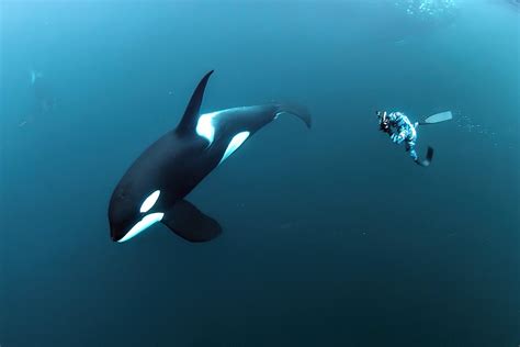 Orca & Humpback Whales – Arctic Freediving