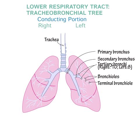 The Tracheobronchial Tree Human Anatomy Drawing Lung Anatomy Anatomy | Images and Photos finder