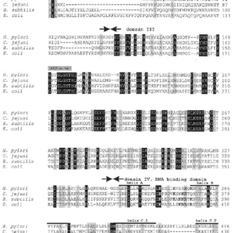 Structure of the putative H.pylori oriC region. The DnaA boxes are... | Download Scientific Diagram