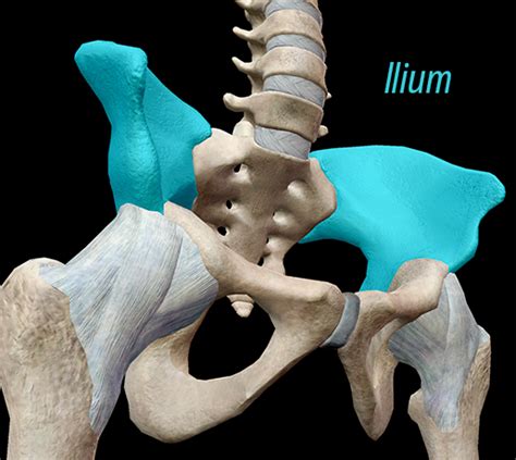 Human Pelvic Girdle Anatomy