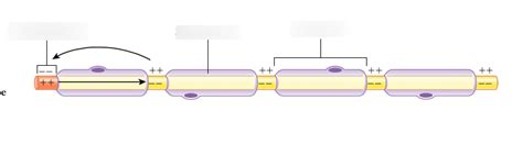 Saltatory Conduction Diagram | Quizlet