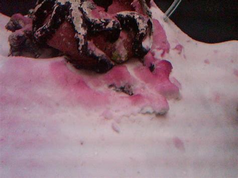 Pink Algae taking over tank | Saltwaterfish.com Forums for Fish Lovers!