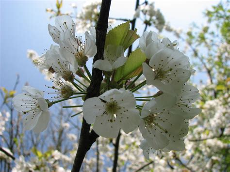 Wild Cherry Blossom | I caught it just in time! | Maggot | Flickr