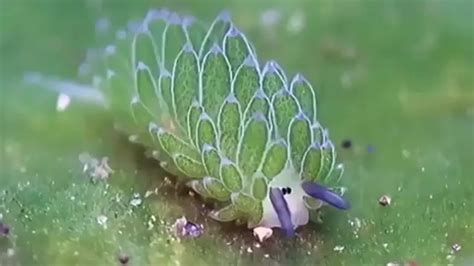 🔥 I present you a Leaf Slug : r/NatureIsFuckingLit