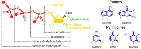 Nucleoside vs Nucleotide - Difference and Comparison | Diffen