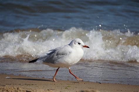 Seagull Bird Beach - Free photo on Pixabay