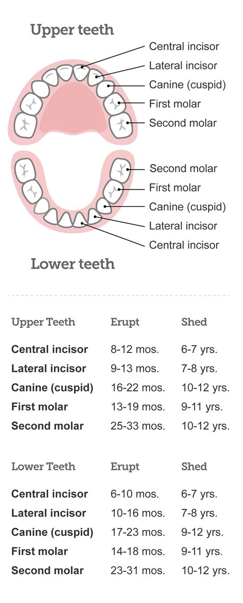 Baby teeth chart: What order do babies' teeth come in? | BabyCenter