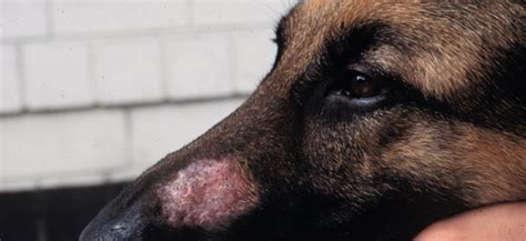 Parasitic Skin disease in dogs by Demodex Mites | NexGard®