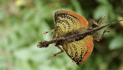 Flying dragon lizard a true gliding reptile - Australian Geographic